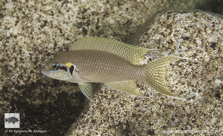 Neolamprologus brichardi 'Ifala Village'